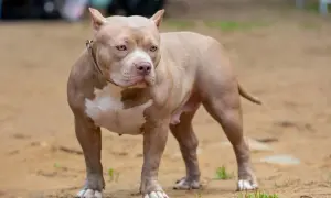 Potężny american pocket bully o beżowym umaszczeniu i białych znaczeniach stoi na piaszczystym podłożu.