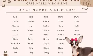 Lista TOP 40 imiona dla psa. Znajdziesz tu propozycje jak Kira, Luna, Nala, Mia, czy Lola.