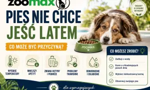 Pies nie chce jeść latem? Sprawdź przyczyny: wysokie temperatury, mniejszy apetyt, zmiana rutyny, problemy trawienne, odwodnienie. Co możesz zrobić? Zadbaj o wodę, karm chłodniej, wybierz lekkostrawną karmę.