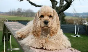 Jasnobrązowy cocker spaniel amerykański leży na drewnianej rampie, trzymając w pysku przysmak.