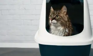 Kot w kuwecie, patrzący w bok.