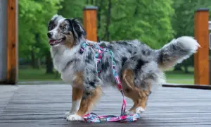 Piękny pies rasy Aussie w kolorowych szelkach. Idealne jakie szelki dla psa na spacer w deszczowy dzień.