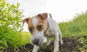 Pies rasy Jack Russell Terrier z brudnym pyskiem kopie w ziemi na tle zielonej trawy i nieba.