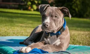 Szczeniak rasy staffordshire bull terrier o niebieskim umaszczeniu leży na kocu na trawie.