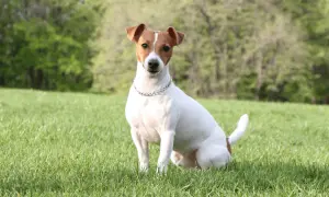 Uroczy piesek rasy jack russell terrier siedzi na zielonej trawie, gotowy do zabawy.