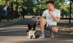 Mężczyzna w parku dmucha w gwizdek dla psa, ćwicząc z czworonożnym przyjacielem.