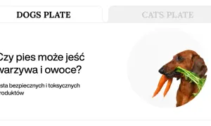 Jamnik z marchewką w pysku. Dowiedz się, co mogą jeść psy, jakie warzywa i owoce są dla nich bezpieczne.