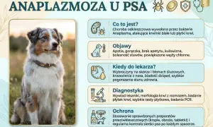 Anaplazmoza u psa: objawy, diagnostyka i ochrona. Zdjęcie przedstawia psa rasy Australian Shepherd, który może być narażony na tę chorobę odkleszczową.