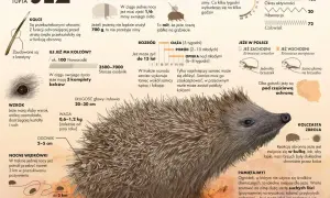 Jeż europejski z bliska, otoczony informacjami o jego życiu i zwyczajach.