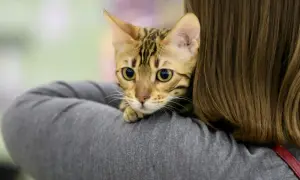 Uroczy kot bengalski z wielkimi oczami wtula się w ramię osoby. To jego fiv u kota.
