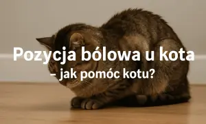 Zgarbiony kot z opuszczoną głową. Tekst: "Pozycja ból u kota - jak poznać że kota coś boli?".