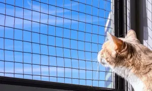 Kot obserwuje niebo przez siatkę. To pokazuje, jak zabezpieczyć balkon dla kota, by mógł bezpiecznie podziwiać świat.
