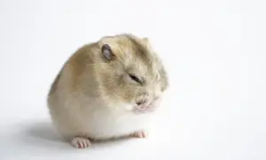 Mały chomik zamyka oczy, jakby zastanawiał się, czy chomik może banana.