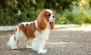Cavalier King Charles Spaniel w kolorze rudym i białym stoi na zewnątrz.