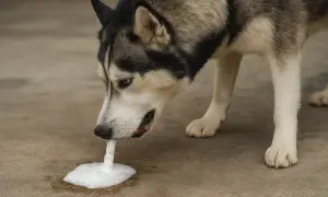 Husky pies wymiotuje pianą. Wygląda na to, że coś mu zaszkodziło.