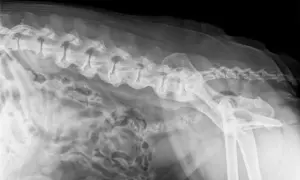 RTG kręgosłupa psa z widocznymi zmianami zwyrodnieniowymi, wskazującymi na spondylozę. Widoczne są zrosty międzykręgowe.