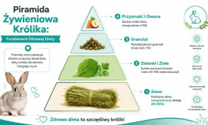 Piramida żywieniowa królika: siano, zielonki, granulat, owoce. Królik z boku.