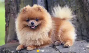 Mały, puszysty, brązowy pies rasy szpic pomeranian leży na pniu drzewa.