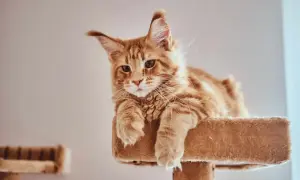 Rudy kot Maine Coon leży na drapaku, patrząc w obiektyw.