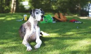 Duży, łaciaty pies rasy dog niemiecki leży na trawie. W tle zielona torba i brązowy plecak. Może przydałaby się mu pyralgina dla psa po dniu pełnym wrażeń?