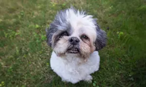 Shih tzu siedzący na trawie, patrzący w górę z lekko otwartym pyskiem.