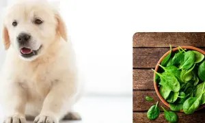 Uroczy szczeniak golden retriever obok miseczki ze świeżym szpinakiem. Czy pies może szpinak?