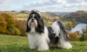 Shih tzu o czarno-białej sierści, z bujną grzywką, pozuje na tle jesiennego krajobrazu. Jego łagodny shih tzu charakter widać w spokojnym spojrzeniu.