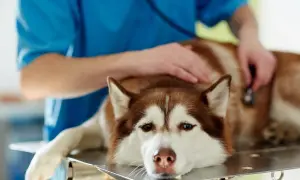 Weterynarz bada psa rasy husky leżącego na stole.
