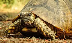 Zbliżenie na głowę i łapę żółwia greckiego na tle ściółki.