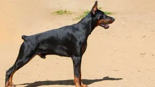 Czarny doberman stoi na piasku. Czy na dobermana trzeba mieć pozwolenie? To pytanie nurtuje wielu miłośników tej rasy.