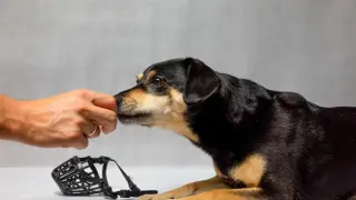 Pies wącha rękę, obok leży kaganiec.