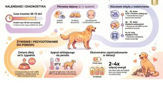 Jak rozpoznać czy pies jest w ciąży? Objawy: spadek apetytu, mniejsza aktywność, powiększenie sutków. Wizyty u weterynarza potwierdzą ciążę.