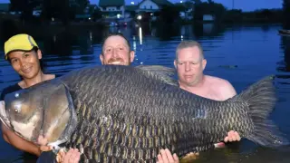 Trzech wędkarzy z dumą prezentuje gigantycznego karpia. Zastanawiasz się, ile żyje karp? Ten okaz z pewnością jest już weteranem!