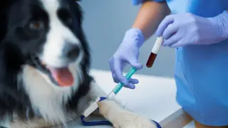 Weterynarz pobiera krew do badania od psa rasy border collie.