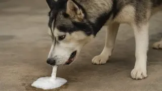 Husky pies wymiotuje pianą. Wygląda na to, że coś mu zaszkodziło.
