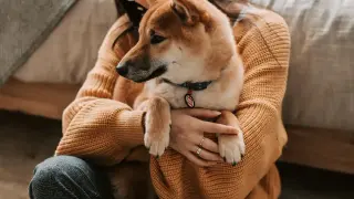 Shiba Inu w ramionach właścicielki, zastanawiającej się, czy pies może jeść ryż.