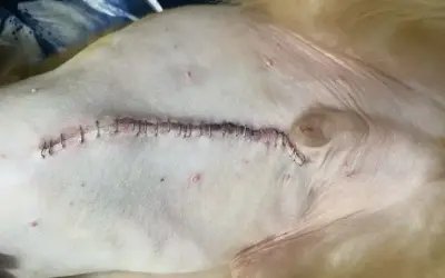 Szwy po kastracji kota. Rana jest zaszyta metalowymi klamerkami, widoczne są drobne zaczerwienienia.