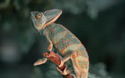 Kameleon na gałęzi, ciekawy świata. Zastanawiasz się, ile żyje kameleon? To fascynujące stworzenie!