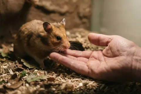 Chomik ostrożnie wącha dłoń, ucząc się, jak oswoić chomika.