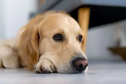 Złoty retriever leżący na podłodze, z głową opartą na łapach, wygląda na smutnego.