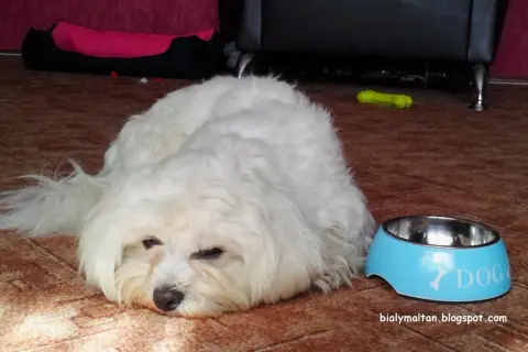 Biały maltańczyk leży obok miski z napisem "DOG". Zastanawiasz się, co może jeść maltańczyk oprócz karmy?