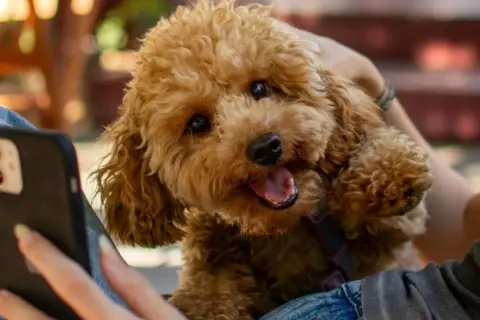 Uroczy maltipoo z kręconymi, brązowymi włosami patrzy na telefon.