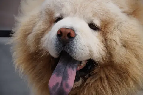 Pies rasy Chow-chow z fioletowym językiem wystającym z pyska.