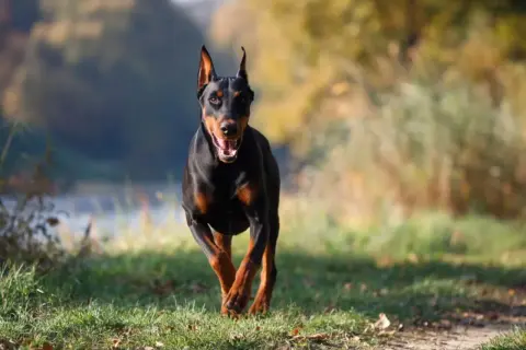 Doberman pędzi przez trawiasty teren. Czy doberman jest agresywny? Ten pies wygląda na energicznego, a nie groźnego.