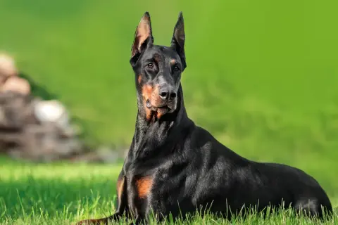 Czarny doberman leżący na trawie, z zielonym tłem.