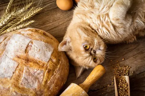 Puszysty kot leży obok bochenka chleba, jajek i kłosów pszenicy. Czy kot może jeść chleb? To pytanie nurtuje wielu właścicieli.
