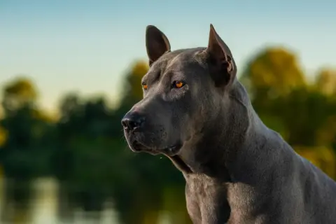 Piękny, niebieski thai ridgeback z bursztynowymi oczami, spogląda w dal na tle rozmytej zieleni i błękitnego nieba.