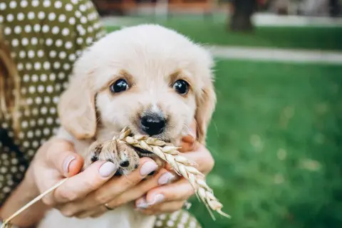 Słodki szczeniak golden retriever trzyma w pyszczku kłos zboża. Szuka jakieś smaczki dla szczeniaka, ale na razie ma tylko trawę.