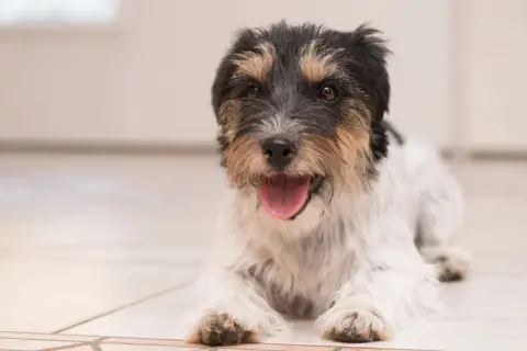 Szczeniak Jack Russell Terrier leży na podłodze z otwartym pyszczkiem. Gdy pies nie może złapać oddechu, należy zachować spokój i skontaktować się z weterynarzem.