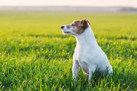 Jack Russell Terrier siedzący na zielonej trawie w słoneczny dzień.